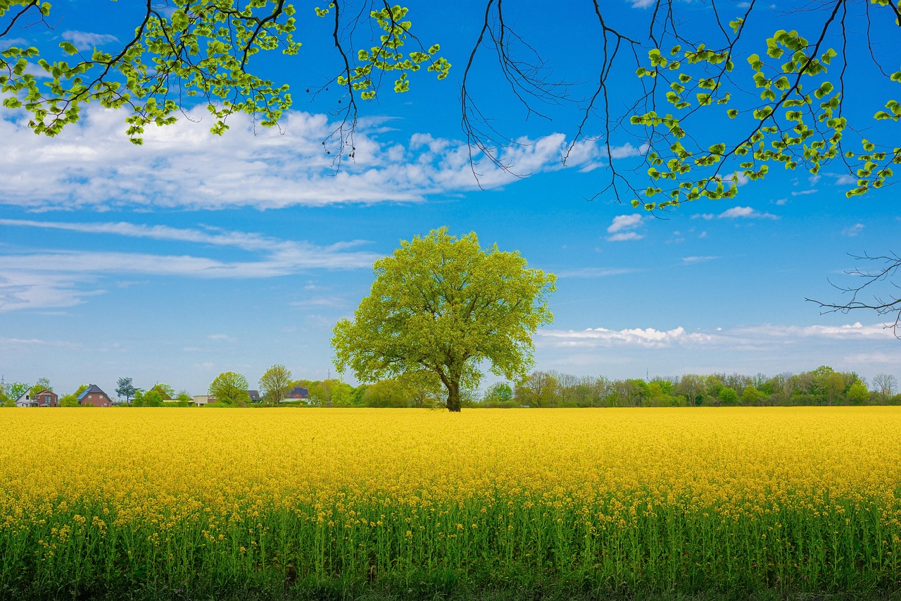 rapeseed-6599950_1280